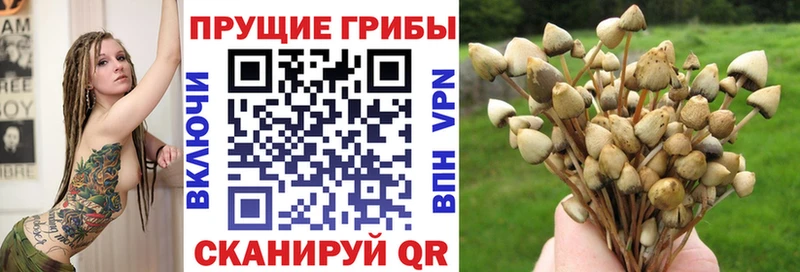 где найти   Нальчик  Галлюциногенные грибы мицелий 