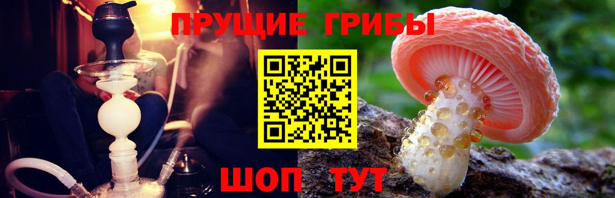 Галлюциногенные грибы Psilocybe  Вход с VPN  Нальчик 